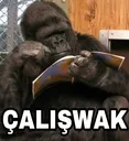 caliswak