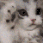 kedy_yklmaz