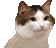 danskedy