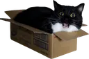 xKedy_Kutuda