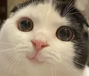 cutiecat