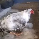 banyoyapiyomsal