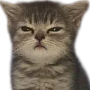 miyaw