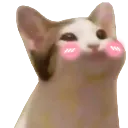 poncik