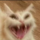 catscream