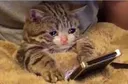 MutsuzKedy