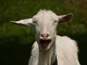 cr7
