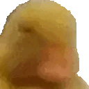 ordek2