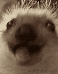 kirpiyemek