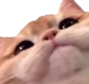 cutecat