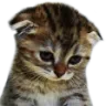 sad_cat