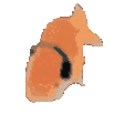 musicgoldfish