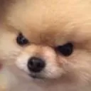 zort