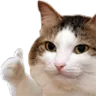 scurott_tamam