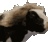 havalinek