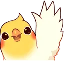 cikohi