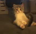 keducuk
