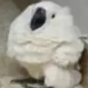 he