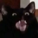 NYAAAAAAH
