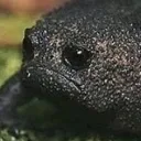 mutusus