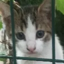 kediy