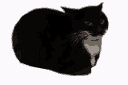maxwellcat