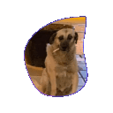 giphy