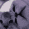 banners_kedicikler