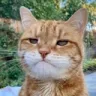 disappointedcat1