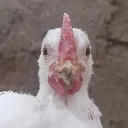 berta