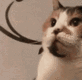 catbite14