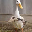 tavux_2