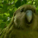 Gif1