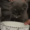Gif1