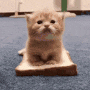 8574catsandwich