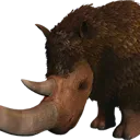 Rhino