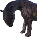 Paracer