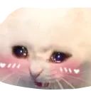 cat_uwu