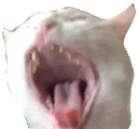 cat_waa