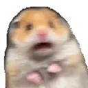dgr_ay