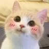 ceblush6