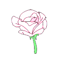 white_rose