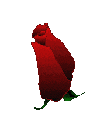 bloomingredrose