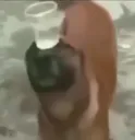 sugetirenkopek