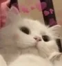 miyavsu