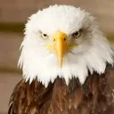 kartal