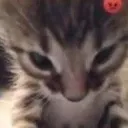 9pan_animals