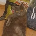 Kedi