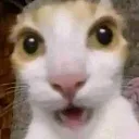 catsuprised