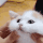 kedi2